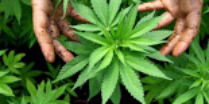 Bonafide Collective Medical Marijuana